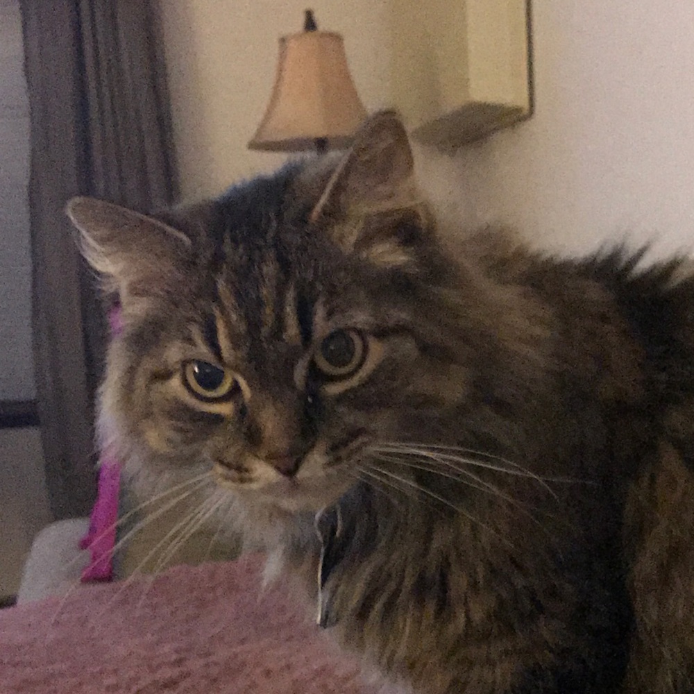 Meet your Posher, Paula